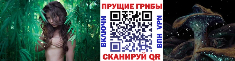 Галлюциногенные грибы MAGIC MUSHROOMS  что такое наркотик  Чебоксары 